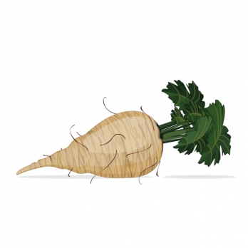 Barbabietola da zucchero