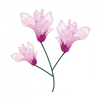 Ciclamino