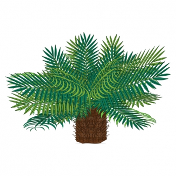 Cycas