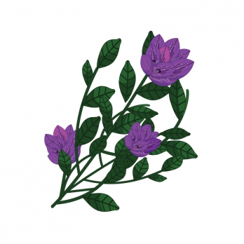 Erba medica