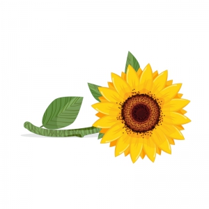 Girasole