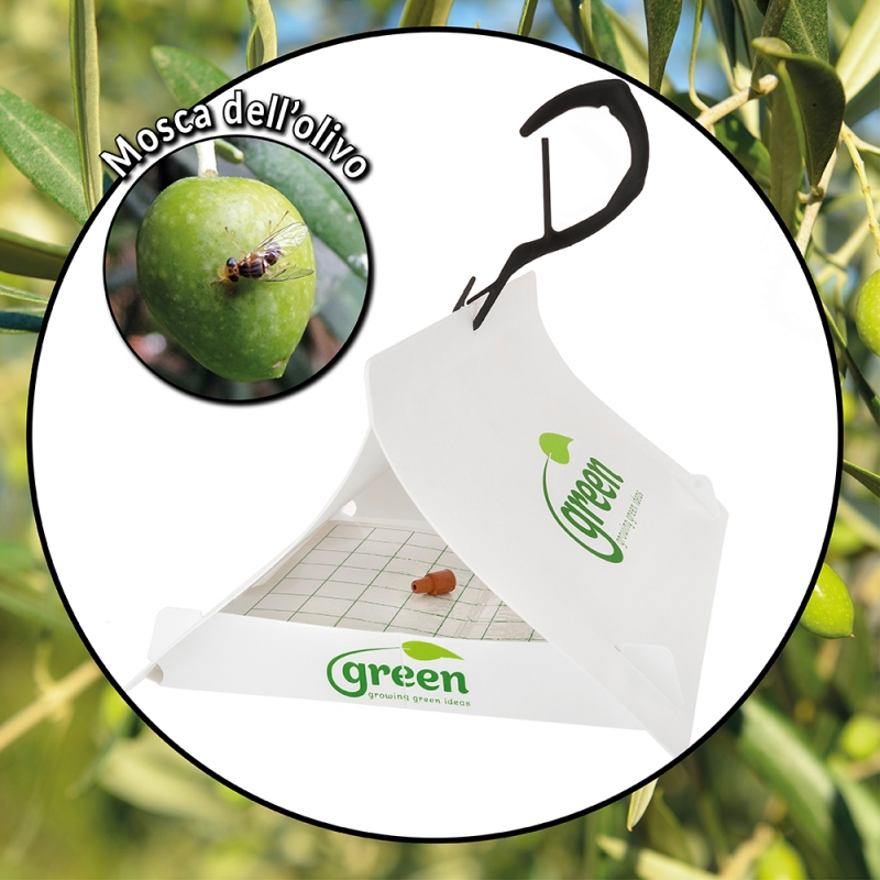 Green Trap - Mosca dell'olivo