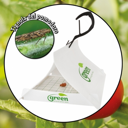 Green Trap - Tignola del pomodoro